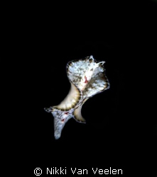 Tiny flatworm swimming on a night dive taken at Sharksbay. by Nikki Van Veelen 